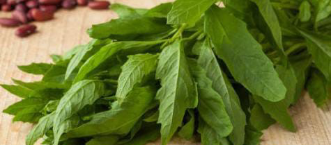 epazote